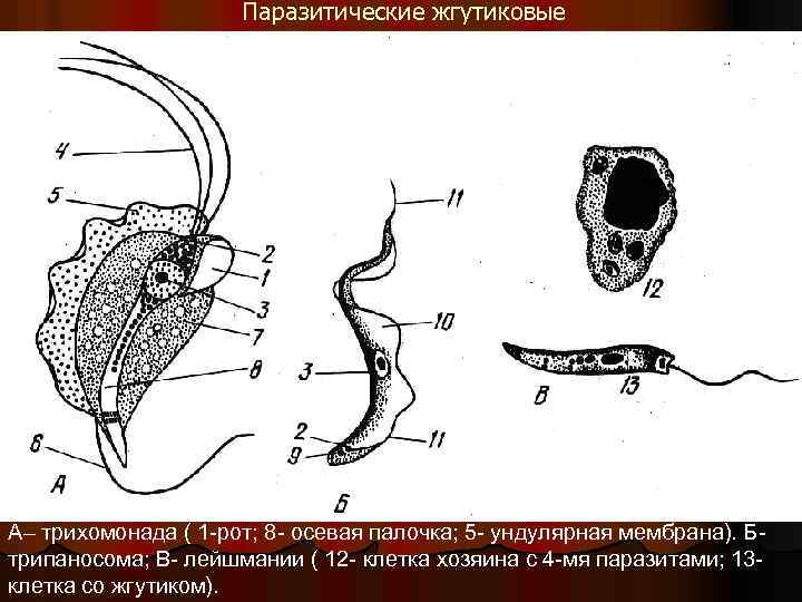 Паразитические жгутиковые А– трихомонада ( 1 -рот; 8 - осевая палочка; 5 - ундулярная