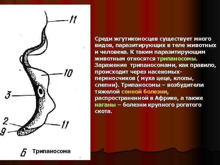 Среди жгутиконосцев существует много видов, паразитирующих в теле животных и человека. К таким паразитирующим