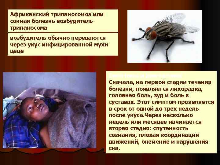 Африканский трипаносомоз или сонная болезнь возбудительтрипаносома возбудитель обычно передаются через укус инфицированной мухи цеце