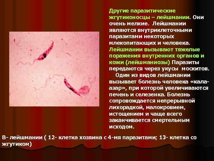 Другие паразитические жгутиконосцы – лейшмании. Они очень мелкие. Лейшмании являются внутриклеточными паразитами некоторых млекопитающих