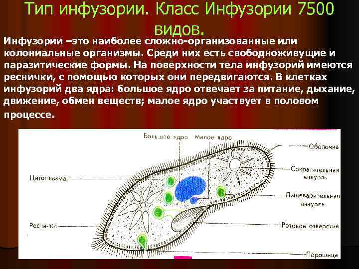 Тип инфузории. Класс Инфузории 7500 видов. Инфузории –это наиболее сложно-организованные или колониальные организмы. Среди