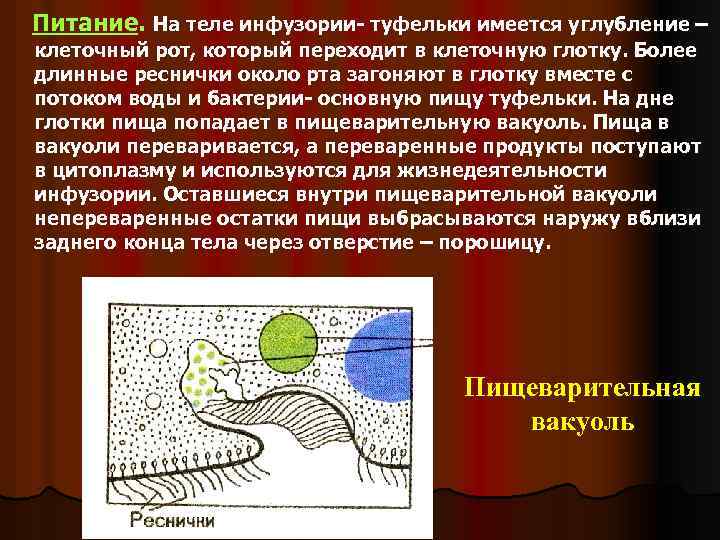 Питание. На теле инфузории- туфельки имеется углубление – клеточный рот, который переходит в клеточную