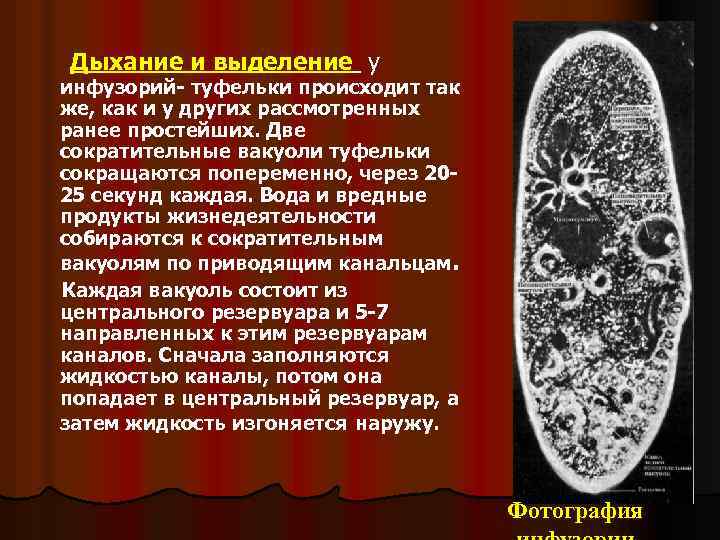 Дыхание и выделение у инфузорий- туфельки происходит так же, как и у других рассмотренных
