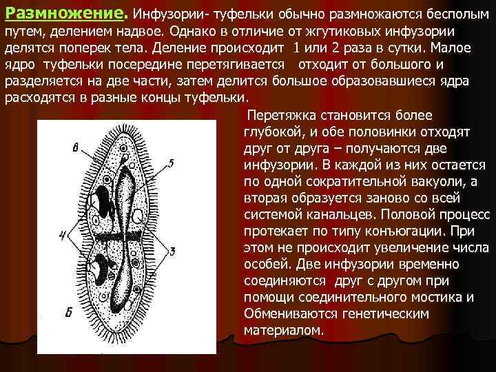 Размножение. Инфузории- туфельки обычно размножаются бесполым путем, делением надвое. Однако в отличие от жгутиковых