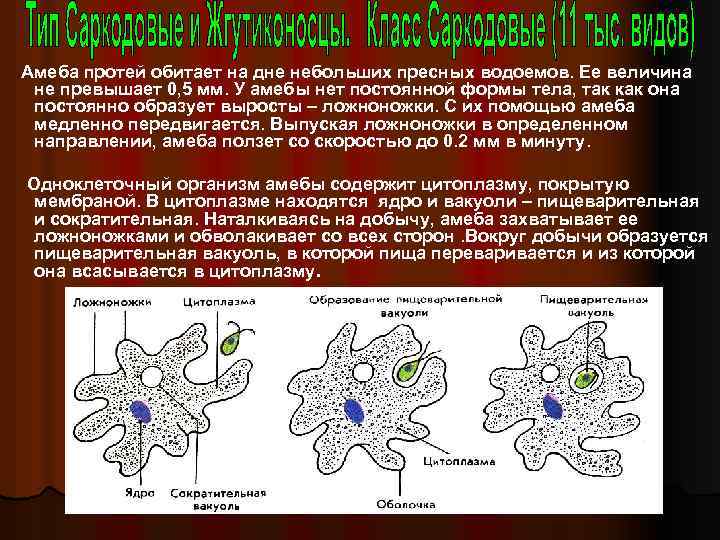 Амеба протей обитает на дне небольших пресных водоемов. Ее величина не превышает 0, 5