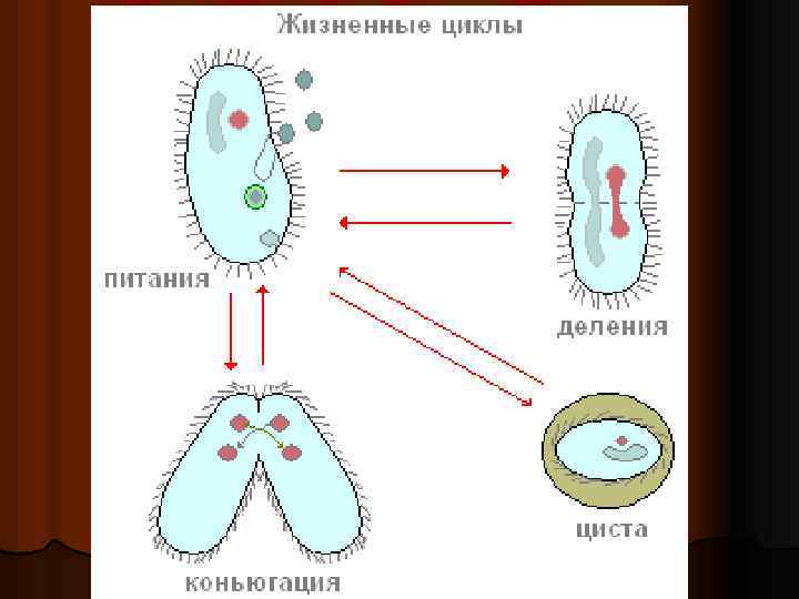 Конъюгация у инфузорий схема