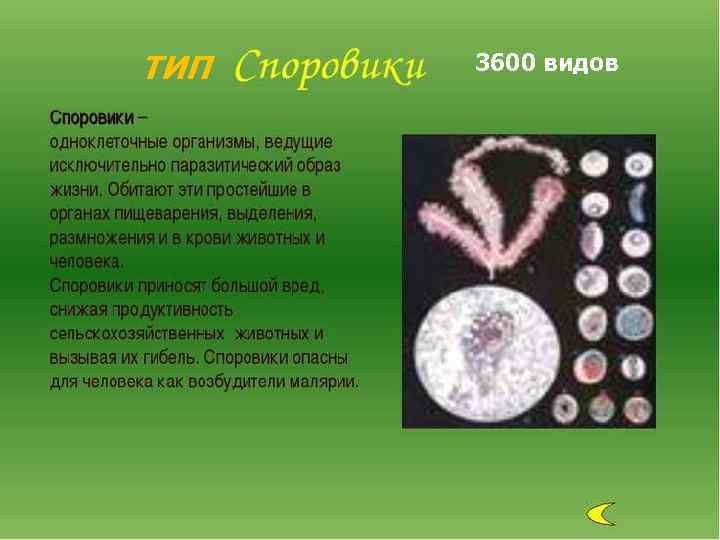 ТИП 3600 видов 