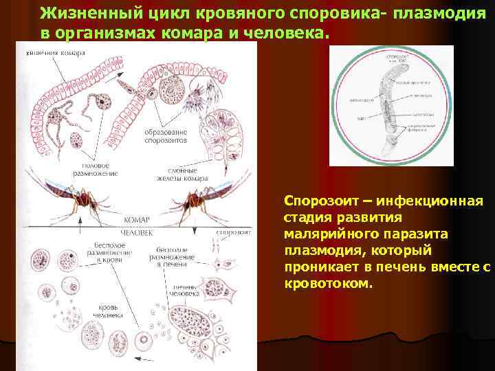 Жизненный цикл кровяного споровика- плазмодия в организмах комара и человека. Спорозоит – инфекционная стадия