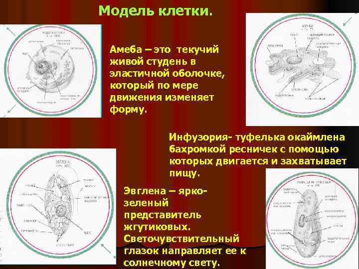 Модель клетки. Амеба – это текучий живой студень в эластичной оболочке, который по мере