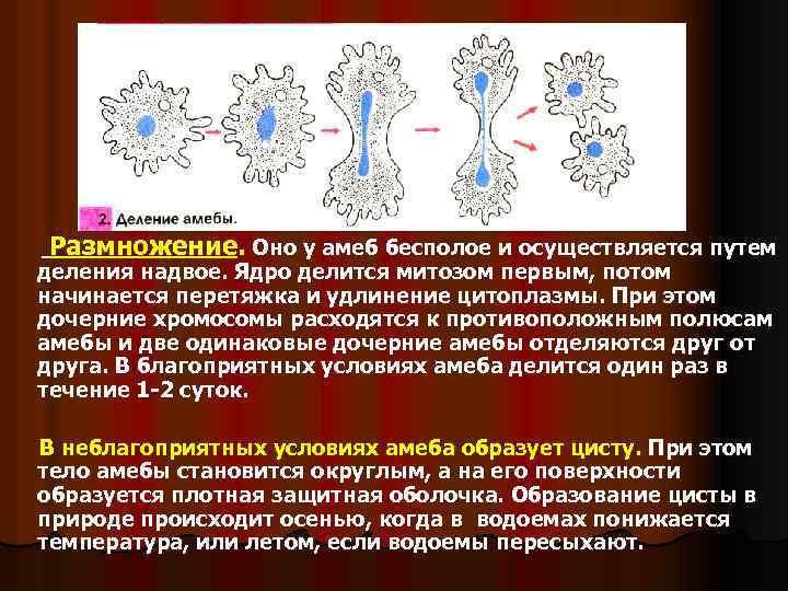 Размножение. Оно у амеб бесполое и осуществляется путем деления надвое. Ядро делится митозом первым,