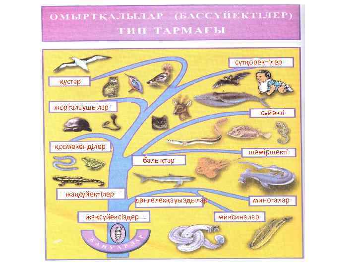 сүтқоректілер құстар жорғалаушылар сүйекті қосмекенділер балықтар жақсүйектілер дөңгелекқауыздылар жақсүйексіздер шеміршекті миногалар миксиналар 