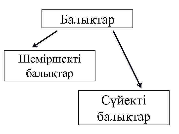 Балықтар Шеміршекті балықтар Сүйекті балықтар 