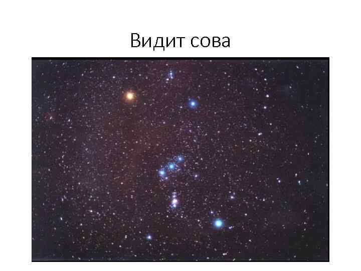 Видит сова 