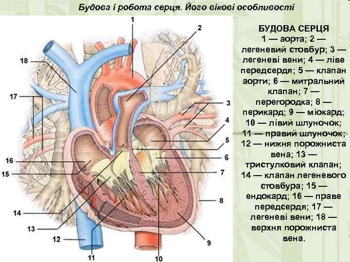 Будова і робота серця. Його вікові особливості БУДОВА СЕРЦЯ 1 — аорта; 2 —