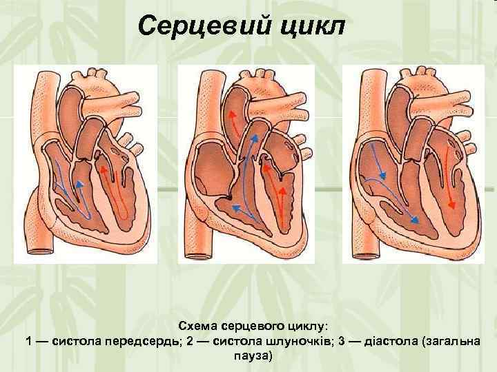 Серцевий цикл Схема серцевого циклу: 1 — систола передсердь; 2 — систола шлуночків; 3