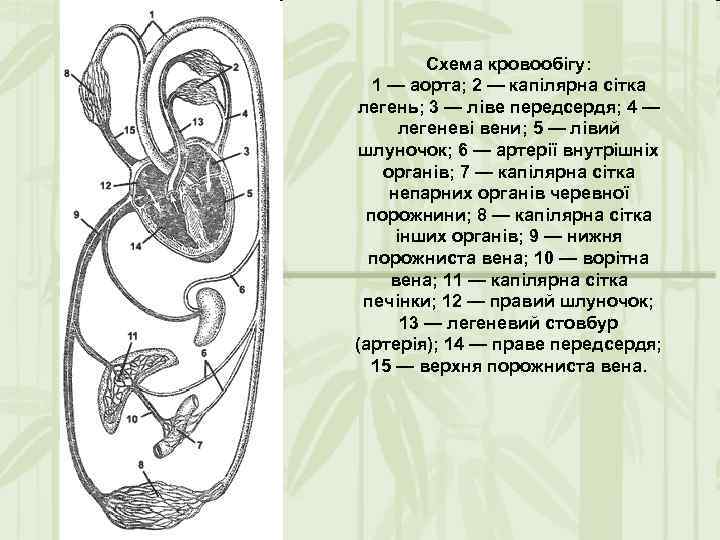Схема кровообігу: 1 — аорта; 2 — капілярна сітка легень; 3 — ліве передсердя;