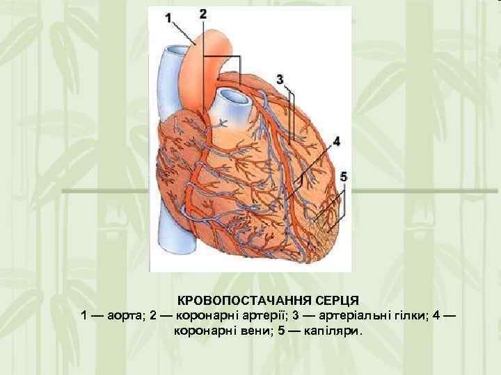 КРОВОПОСТАЧАННЯ СЕРЦЯ 1 — аорта; 2 — коронарні артерії; 3 — артеріальні гілки; 4