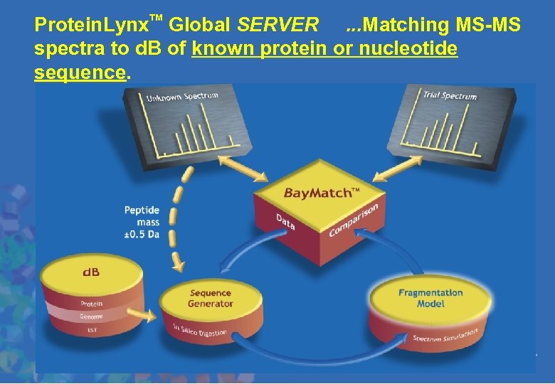 TM Protein. Lynx Global SERVER. . . Matching MS-MS spectra to d. B of