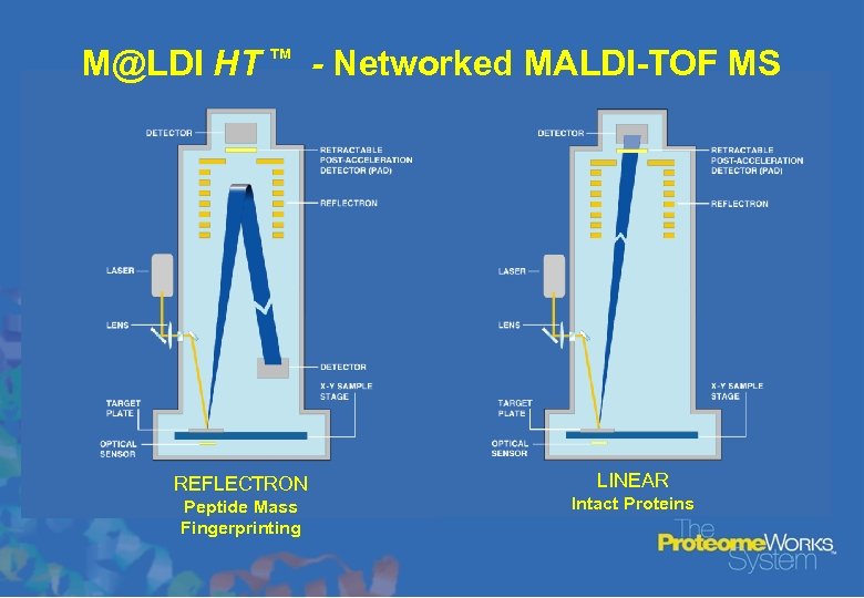 M@LDI HT TM - Networked MALDI-TOF MS REFLECTRON Peptide Mass Fingerprinting LINEAR Intact Proteins