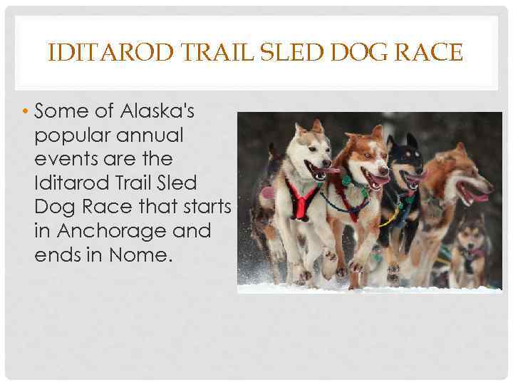 IDITAROD TRAIL SLED DOG RACE • Some of Alaska's popular annual events are the