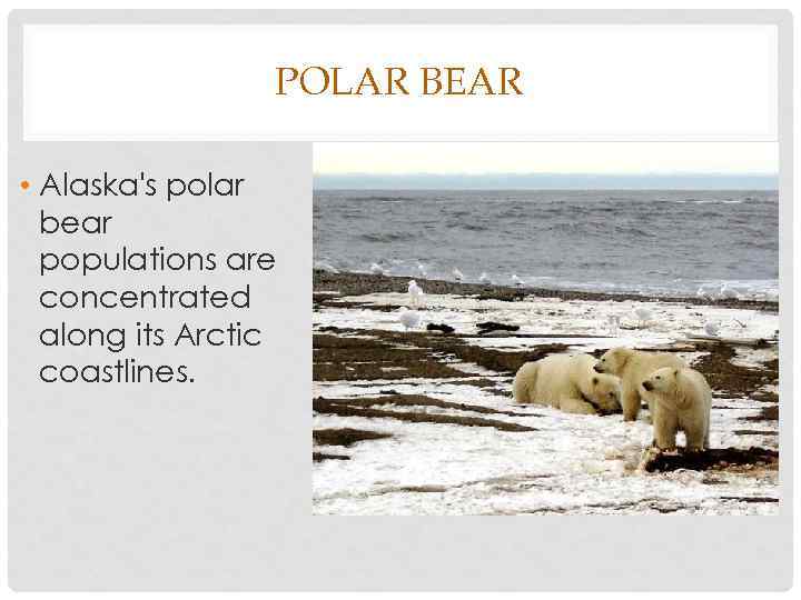 POLAR BEAR • Alaska's polar bear populations are concentrated along its Arctic coastlines. 
