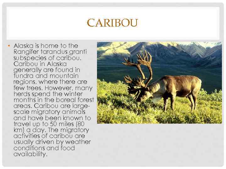 CARIBOU • Alaska is home to the Rangifer tarandus granti subspecies of caribou. Caribou