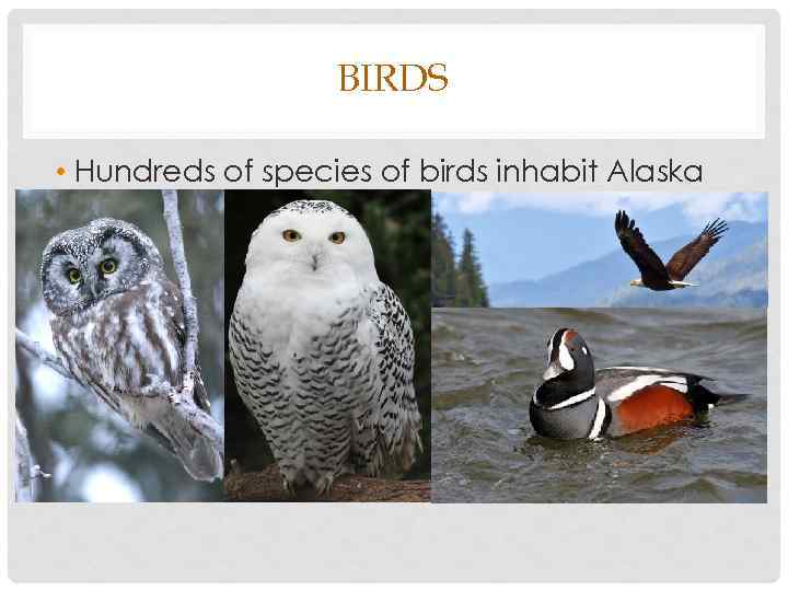 BIRDS • Hundreds of species of birds inhabit Alaska 
