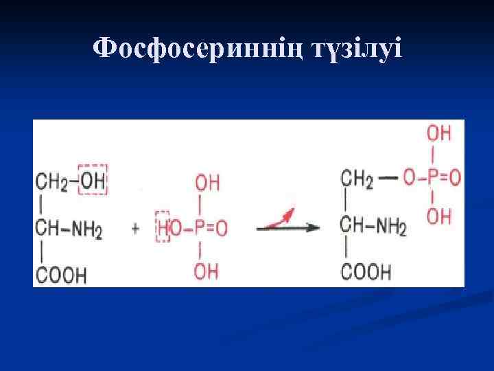 Фосфосериннің түзілуі 