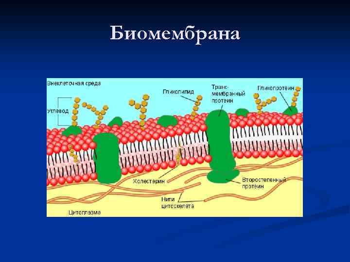 Биомембрана 