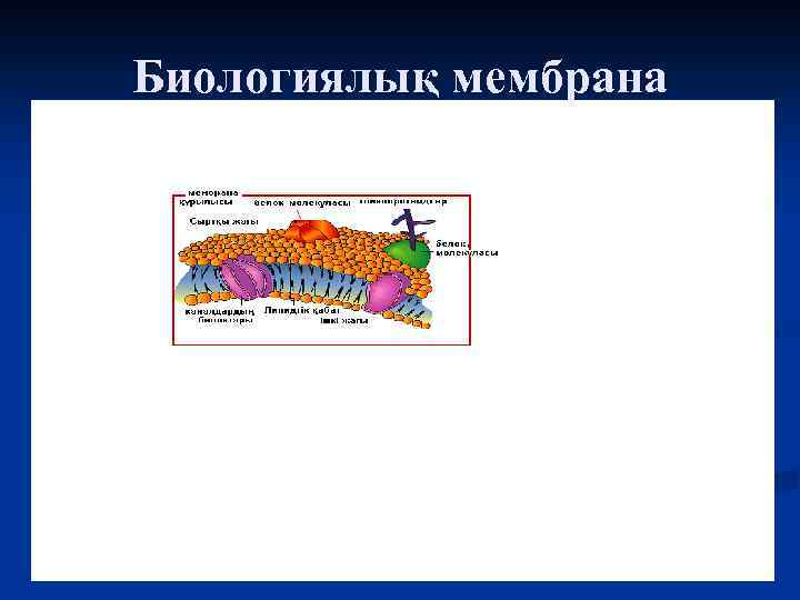 Биологиялық мембрана 