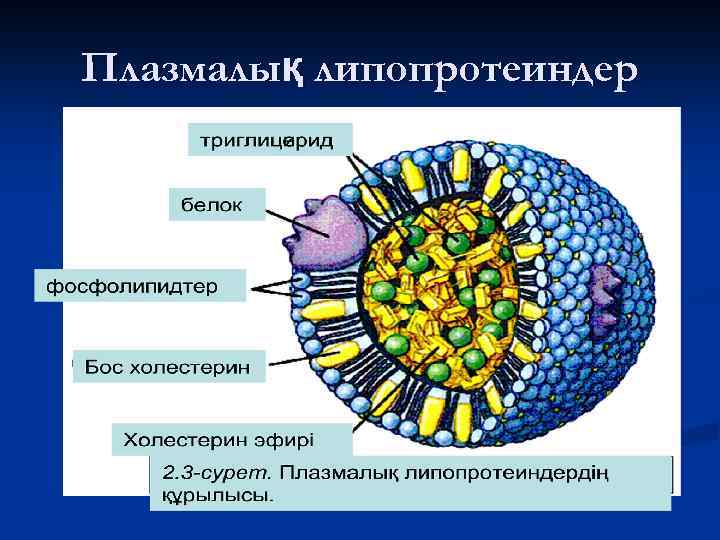 Плазмалық липопротеиндер 