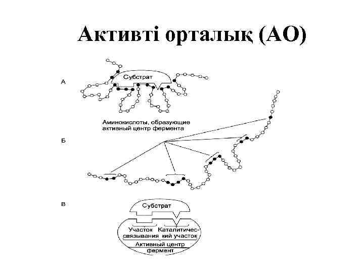 Активті орталық (АО) 