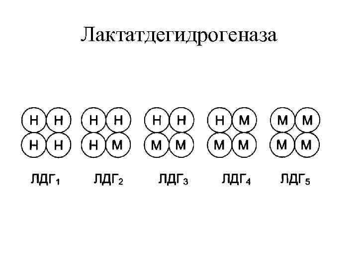 Лактатдегидрогеназа 