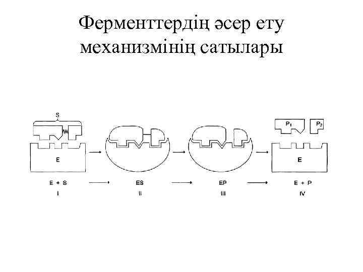 Ферменттердің әсер ету механизмінің сатылары 