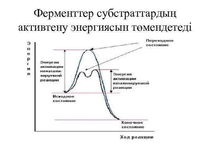 Ферменттер субстраттардың активтену энергиясын төмендетеді 