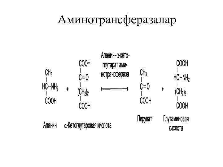 Аминотрансферазалар 