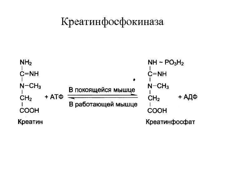 Креатинфосфокиназа 