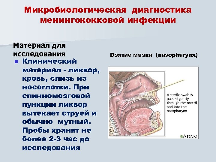 Микробиологическая диагностика менингококковой инфекции Материал для исследования n Клинический материал - ликвор, кровь, слизь