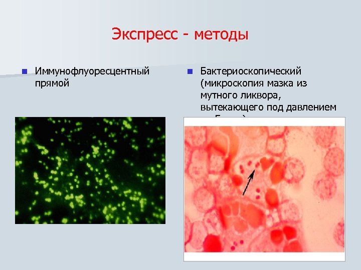 Экспресс - методы n Иммунофлуоресцентный прямой n Бактериоскопический (микроскопия мазка из мутного ликвора, вытекающего