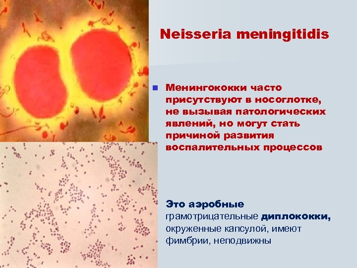 Neisseria meningitidis n Менингококки часто присутствуют в носоглотке, не вызывая патологических явлений, но могут