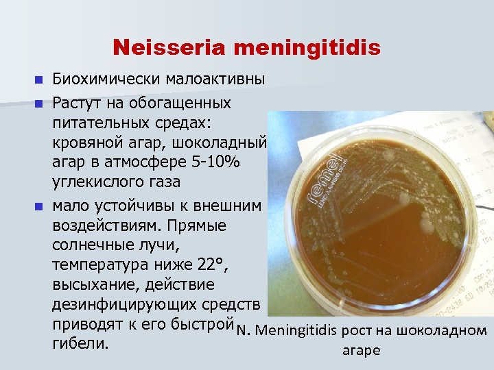Neisseria meningitidis Биохимически малоактивны n Растут на обогащенных питательных средах: кровяной агар, шоколадный агар