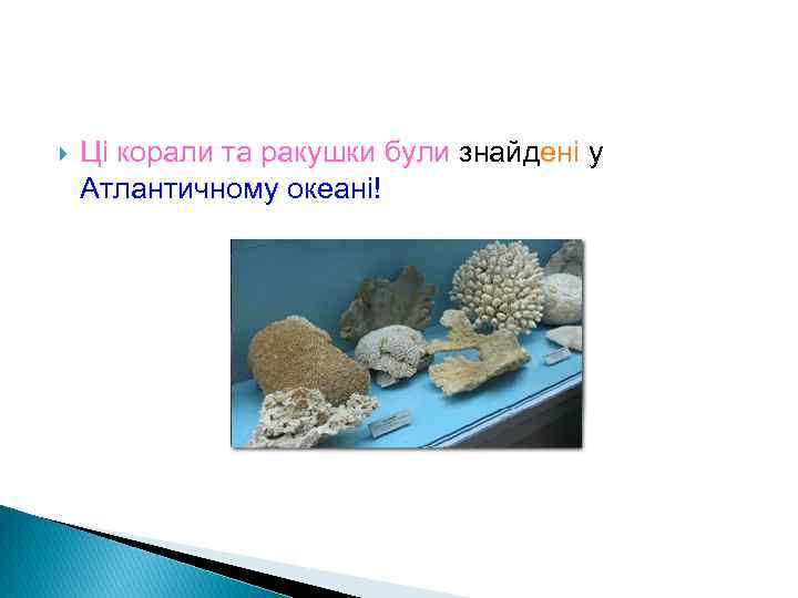  Ці корали та ракушки були знайдені у Атлантичному океані! 