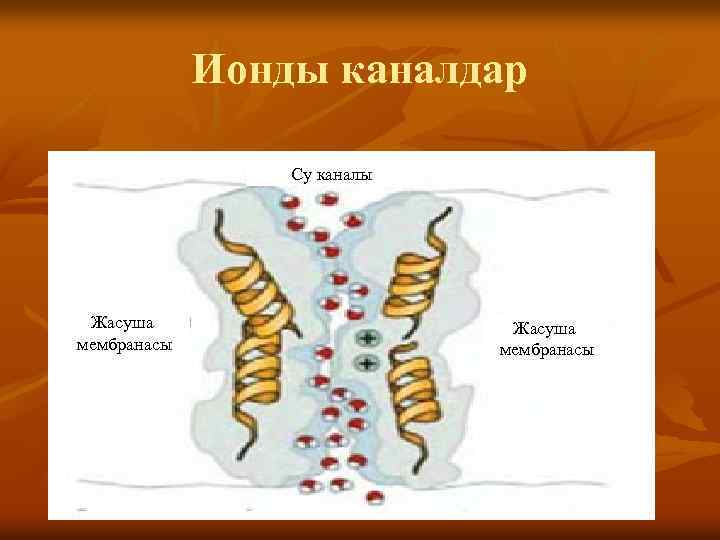 Ионды каналдар Су каналы Жасуша мембранасы 