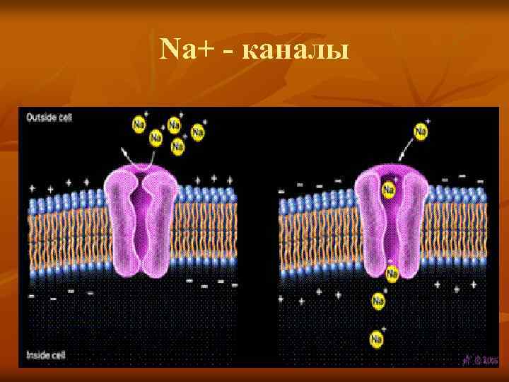 Na+ - каналы 