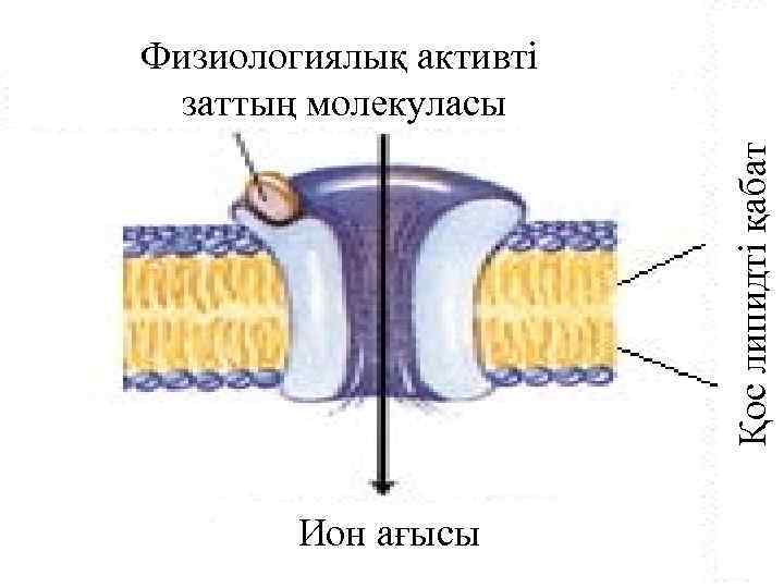 Қос липидті қабат Физиологиялық активті заттың молекуласы Ион ағысы 