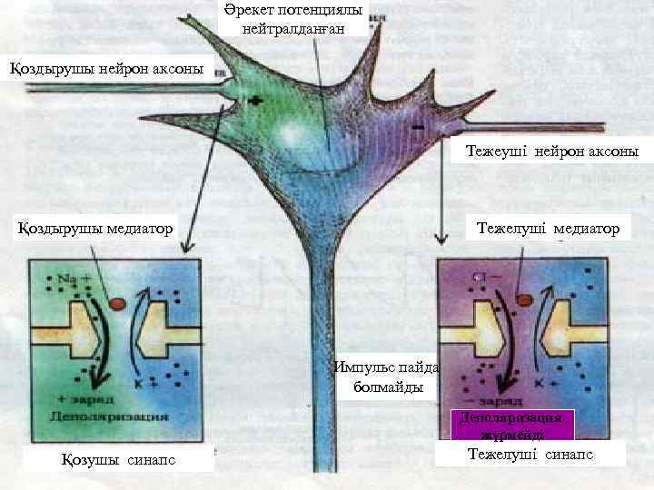 Әрекет потенциялы нейтралданған Қоздырушы нейрон аксоны Тежеуші нейрон аксоны Қоздырушы медиатор Тежелуші медиатор Импульс