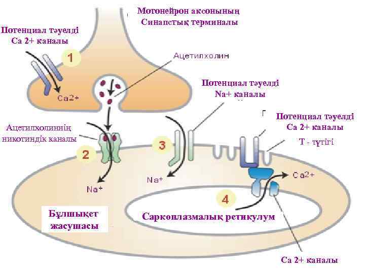 Потенциал тәуелді Са 2+ каналы Мотонейрон аксонының Синапстық терминалы Потенциал тәуелді Na+ каналы Потенциал