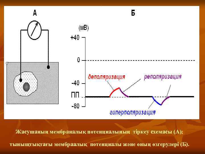Жасушаның мембраналық потенциалының тіркеу схемасы (А); тыныщтықтағы мембраалық потенциалы және оның өзгерулері (Б). 