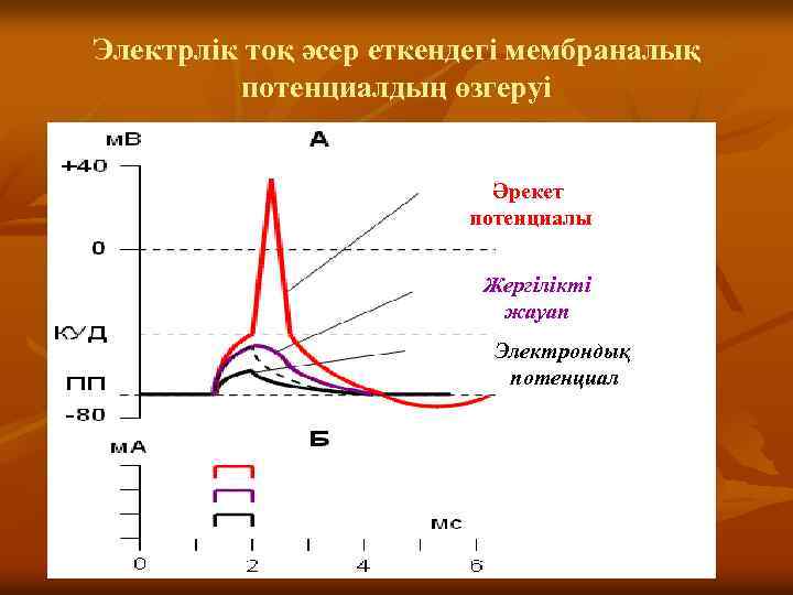 Электрлік тоқ әсер еткендегі мембраналық потенциалдың өзгеруі Әрекет потенциалы Жергілікті жауап Электрондық потенциал 