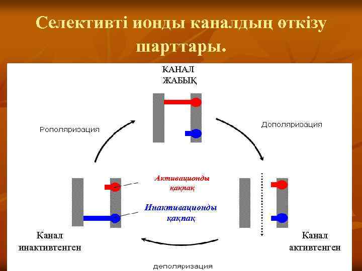 Селективті ионды каналдың өткізу шарттары. КАНАЛ ЖАБЫҚ Активационды қақпақ Инактивационды қақпақ Канал инактивтенген Канал